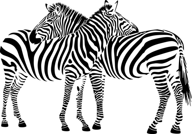 Фотообои Любовь зебры (animals-511)
