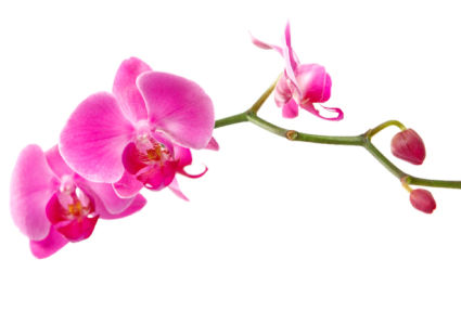 Красивые цветы фотообои Ветка розовой орхидеи (flowers-0000236)