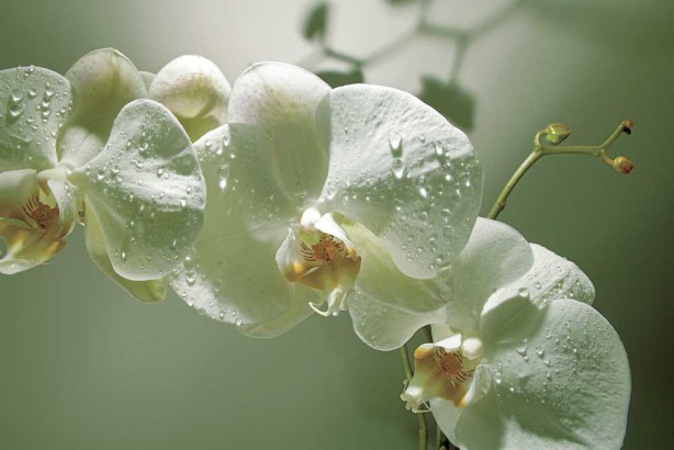 Фотообои белые орхидеи (flowers455)