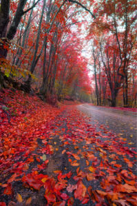 Фотообои листопад дорога, лес (nature-00538)