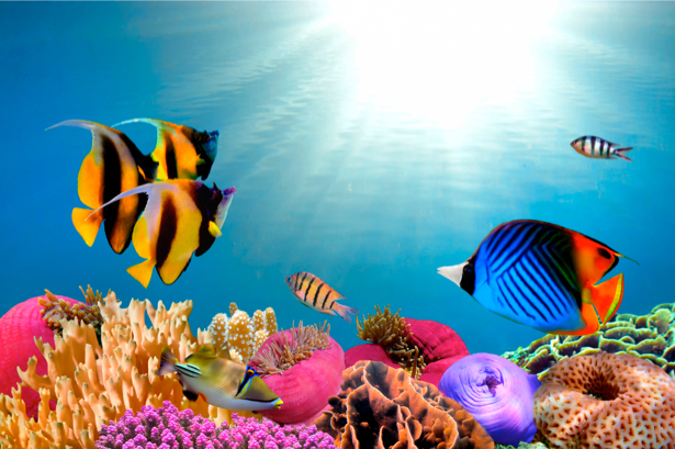 Фотообои кораллы океанические рыбки (underwater-world-00004)