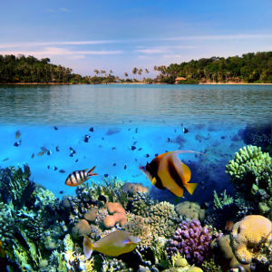 Фотообои 3д море под водой риф (underwater-world-00043)