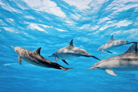 Фотообои дельфины под водой (animals-0000157)