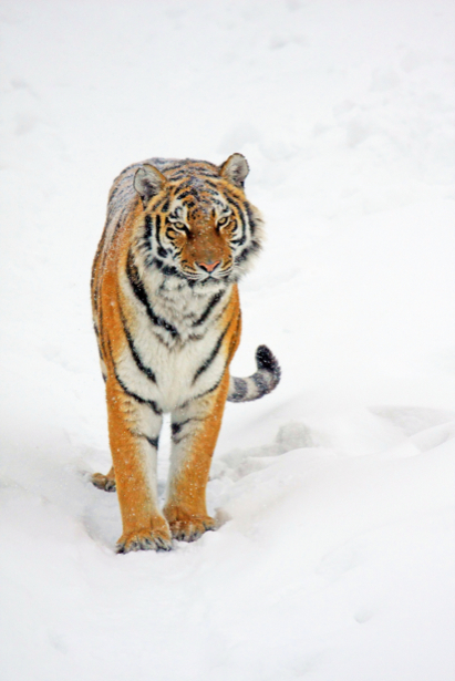 Фотообои тигр на снегу (animals-0000172)