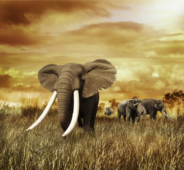 Фотообои сепия Слоны (animals-0000434)