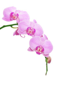 Фотообои на стену цветы Розовая орхидея (flowers-0000041)