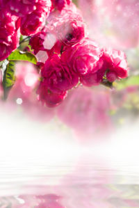 Чайная роза - Фотообои на стену (flowers-0000220)