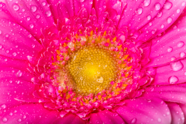 Цветочные фото обои розовая гербера (flowers-0000659)