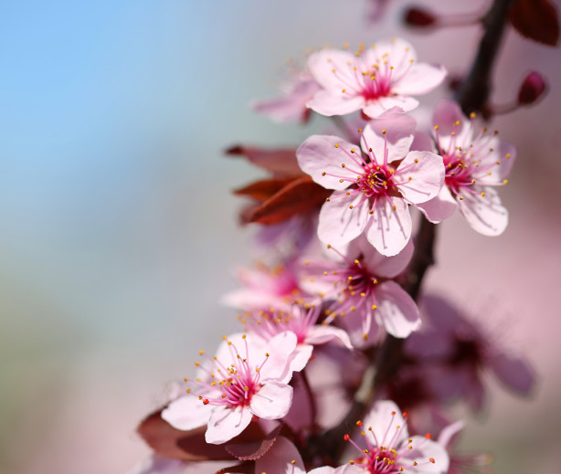 Фотообои цвет сакуры (flowers-767)