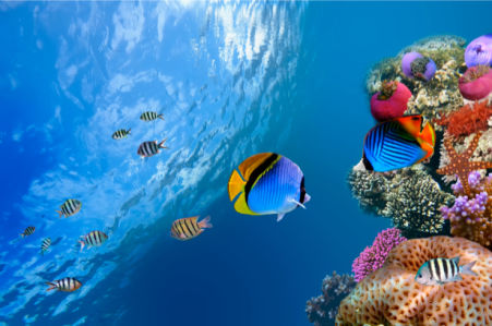 Фотообои подводная природа кораллы (underwater-world-00047)