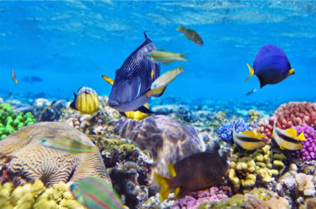 Подводный мир, кораллы - фотообои (underwater-world-00150)