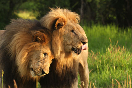 Фотообои лев и львица (animals-0000161)