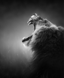 Фотообои черно-белое фото лев пасть (animals-0000374)