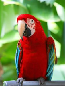 Фотообои попугай Жако красный (animals-0000412)
