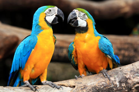 Фотообои пара попугаи ара (animals-0000487)