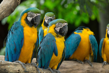 Фотообои попугаи ара на дереве (animals-0000494)
