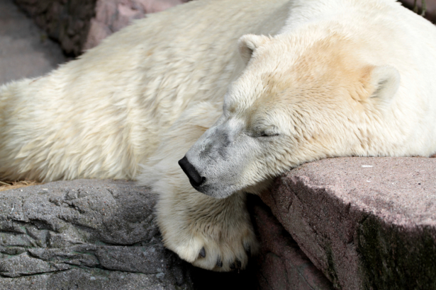 Фотообои белый медведь спит (animals-0000504)