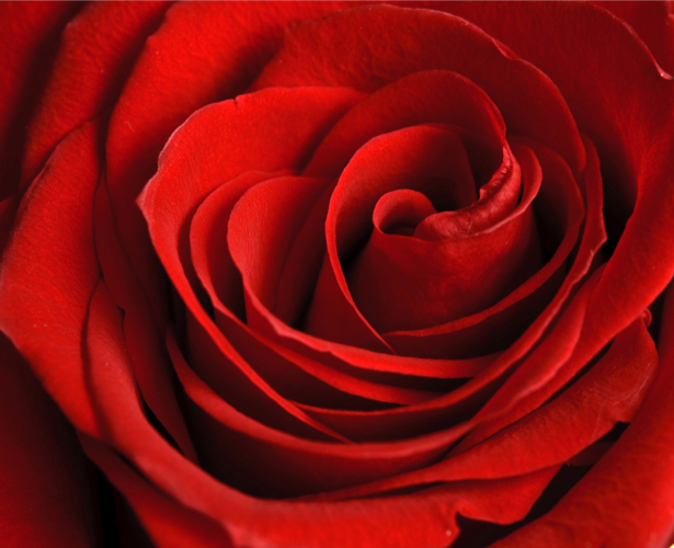 Алая, красная роза фотообои цветы на стену фото (flowers-0000076)