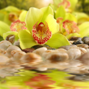 Цветок фото обои желтые орхидеи (flowers-0000558)