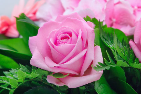 Фотообои роза в букете (flowers-763)