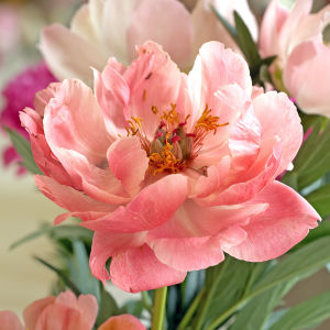 Фотообои цветок пиона (flowers-776)
