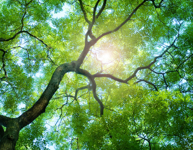 Фотообои зеленый лес (nature-0000811)