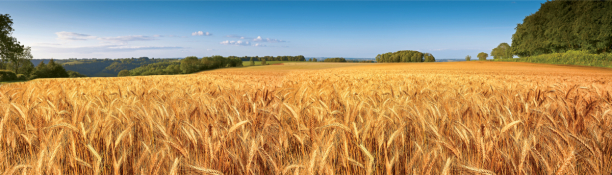 Фотообои поле пшеницы фото (nature-0000867)