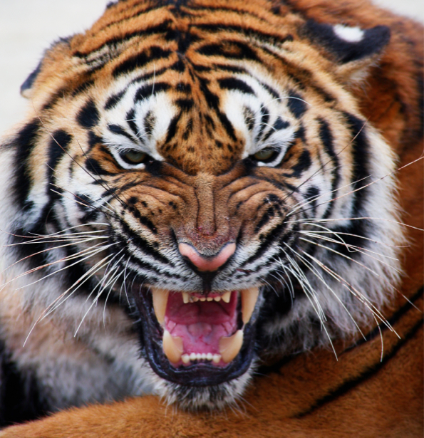Фотообои тигр добряк (animals-0000180)