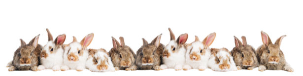 Фотообои кролики в ряд (animals-0000229)
