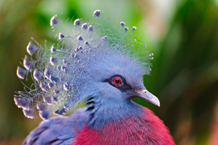 Фотообои веероносный венценосный голубь (animals-0000242)