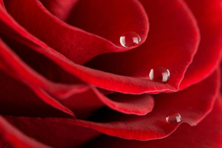 Красивые цветы фотообои Алая, красная роза (flowers-0000080)
