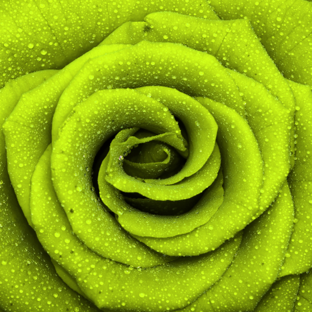 Зеленая роза фотообои цветы (flowers-0000101)