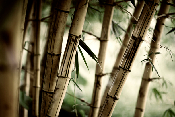 Бамбук - Обои на стену (flowers-0000249)