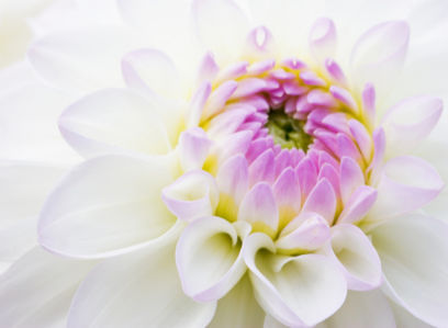 Обои фото Бутон белого пиона (flowers-0000333)