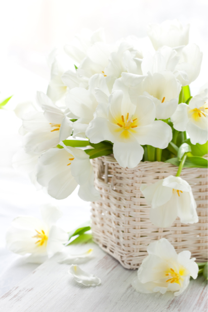 Обои фото цветы белые тюльпаны в корзине (flowers-0000447)