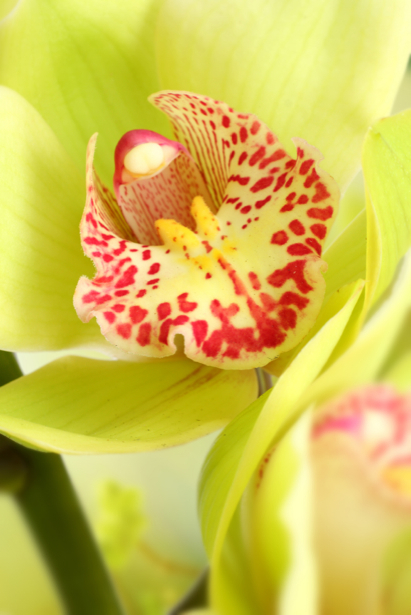 Фото обои цветы желтые орхидеи (flowers-0000556)