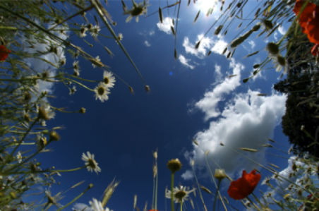 Фотообои небо одуванчики трава (sky-0000031)