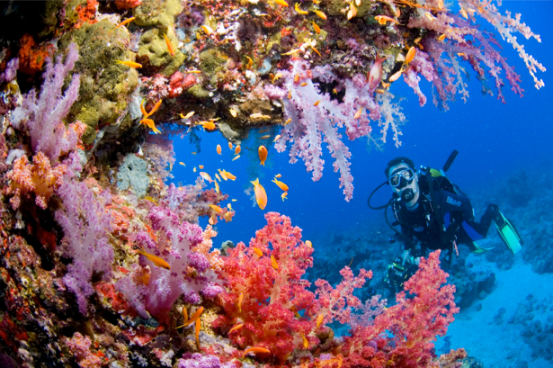 Фотообои рыбки аквалангист море (underwater-world-00038)