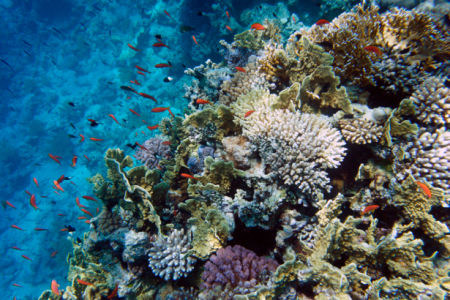 Фотообои коралловый риф под водой (underwater-world-00042)