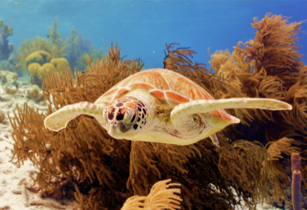 Фотообои в ванную черепаха в море (underwater-world-00141)