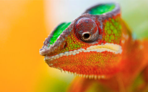 Фотообои хамелеон цветной (animals-0000027)