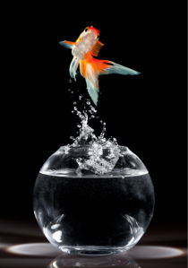Фотообои золотая рыбка из аквариума (animals-0000216)