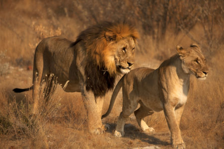 Фотообои Лев и львица сафари (animals-0000452)