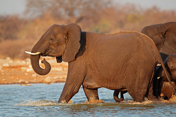 Фотообои Слон в реке (animals-547)
