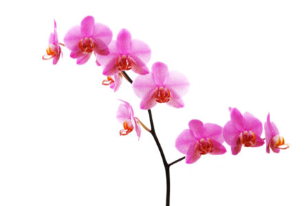 Розовая орхидея Фотообои на стену цветы (flowers-0000031)