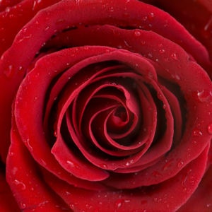 Алая, красная роза Фото обои цветок (flowers-0000072)