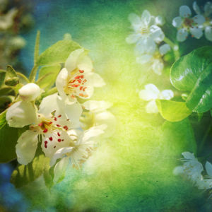 Обои фото ветка цветущего дерева (flowers-0000421)