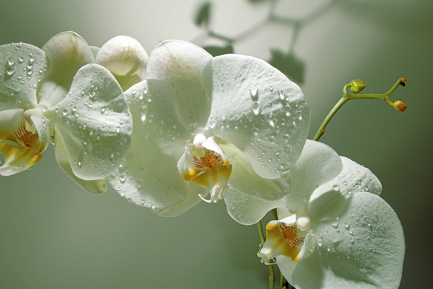 Фото обои стен Ветка белой орхидеи (flowers-0000455)