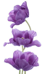 Фотообои Фиолетовые тюльпаны (flowers-739)
