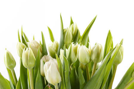 Фотообои Букет белых тюльпанов (flowers-795)